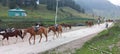 Ponies for ride in Aru Valley, Pahalgam, Kashmir, India Royalty Free Stock Photo