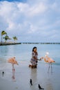 Aruba beach with pink flamingos at the beach, flamingo at the beach in Aruba Island Caribbean Royalty Free Stock Photo