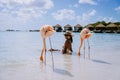 Aruba beach with pink flamingos at the beach, flamingo at the beach in Aruba Island Caribbean Royalty Free Stock Photo