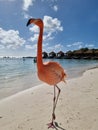 Aruba beach with pink flamingos at the beach, flamingo at the beach in Aruba Island Caribbean Royalty Free Stock Photo