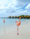 Aruba beach with pink flamingos at the beach, flamingo at the beach in Aruba Island Caribbean. Royalty Free Stock Photo