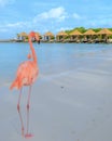 Aruba beach with pink flamingos at the beach, flamingo at the beach in Aruba Island Caribbean. Royalty Free Stock Photo