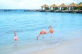 Aruba beach with pink flamingos at the beach, flamingo at the beach in Aruba Island Caribbean. Royalty Free Stock Photo