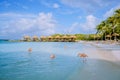 Aruba beach with pink flamingos at the beach, flamingo at the beach in Aruba Island Caribbean Royalty Free Stock Photo