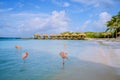 Aruba beach with pink flamingos at the beach, flamingo at the beach in Aruba Island Caribbean Royalty Free Stock Photo