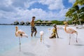 Aruba beach with pink flamingos at the beach, flamingo at the beach in Aruba Island Caribbean Royalty Free Stock Photo