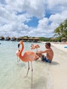 Aruba beach with pink flamingos at the beach, flamingo at the beach in Aruba Island Caribbean Royalty Free Stock Photo