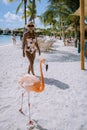 Aruba beach with pink flamingos at the beach, flamingo at the beach in Aruba Island Caribbean Royalty Free Stock Photo