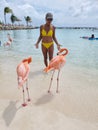 Aruba beach with pink flamingos at the beach, flamingo at the beach in Aruba Island Caribbean Royalty Free Stock Photo