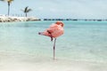 Aruba, Caribbean Beach, FlamingoBeach of Aruba Royalty Free Stock Photo