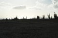 Aruba desert meets ocean with silhouette cacti Royalty Free Stock Photo