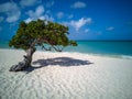 Aruba divi divi tree Royalty Free Stock Photo