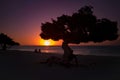Aruba divi divi tree at sunset Royalty Free Stock Photo