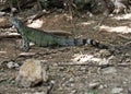 Aruba Iguana posing background Royalty Free Stock Photo
