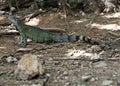 Aruba Iguana posing background