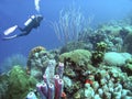 A Diver Enjoys the Crystal Clear Waters off the Coast of Aruba