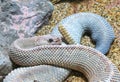 Aruba Island Rattlesnake Crotalus durissus unicolor Royalty Free Stock Photo