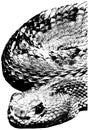 Aruba Island Rattlesnake sketch