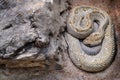 Aruba Rattesmake, Crotalus durissus unicolor, with grey stone in the nature habitat. Venomous pitviper species found only on the Royalty Free Stock Photo