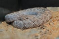 Aruba rattlesnake