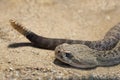 Aruba rattlesnake close up outdoors