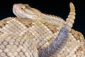 Aruba rattlesnake / Crotalus durissus unicolor