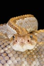 Aruba rattlesnake / Crotalus durissus unicolor