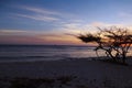 Aruban Sunset with Divi Divi Tree and Sailboat Royalty Free Stock Photo