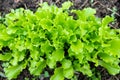 Arugula on the bed. The first vegetables in the garden in early spring. Eco cultivation of radishes on raised beds Royalty Free Stock Photo