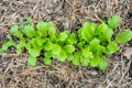 Arugula on the bed. The first vegetables in the garden in early spring. Eco cultivation of radishes on raised beds Royalty Free Stock Photo