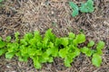 Arugula on the bed. The first vegetables in the garden in early spring. Eco cultivation of radishes on raised beds Royalty Free Stock Photo