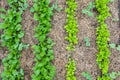 Arugula on the bed. The first vegetables in the garden in early spring. Eco cultivation of radishes on raised beds Royalty Free Stock Photo