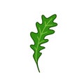 Arugula doodle icon, vector illustration