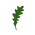 Arugula doodle icon, vector illustration