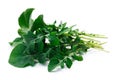 Arugula Eruca sativa, clipping paths