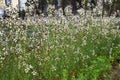 Arugula Eruca vesicaria Royalty Free Stock Photo