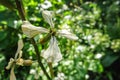 Arugula Eruca vesicaria sativa salad flower. White rucola flower on green spring background