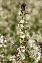 Arugula flower. Eruca lativa plant. Rucola blossom. Farmland arugula