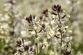 Arugula flower. Eruca lativa plant. Rucola blossom. Farmland arugula