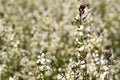 Arugula flower. Eruca lativa plant. Rucola blossom. Farmland arugula