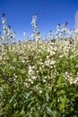 Arugula flower. Eruca lativa plant. Rucola blossom. Farmland arugula