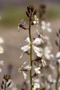 Arugula flower. Eruca lativa plant. Rucola blossom. Farmland arugula