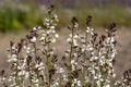 Arugula flower. Eruca lativa plant. Rucola blossom. Farmland arugula