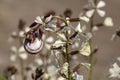 Arugula flower. Eruca lativa plant. Rucola blossom. Farmland arugula