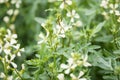 Arugula flower. Eruca lativa plant. Rucola blossom. Farmland arugula. Rocket salad. Food spice and herbs. Spring garden in