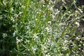 Arugula flower. Eruca sativa plant. Flowering and seed formation. Rucola blossom. Organic farmland Rocket salad in outdoor ground.