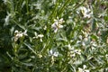 Arugula flower. Eruca sativa plant. Flowering and seed formation. Rucola blossom. Organic farmland Rocket salad in outdoor ground.