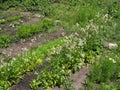 Arugula flower. Eruca sativa plant. Flowering and seed formation. Rucola blossom. Organic farmland Rocket salad in Outdoor ground