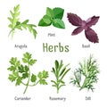 Arugula, fresh mint, purple basil, organic coriander, aromatic rosemary, dill Royalty Free Stock Photo