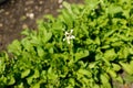 Arugula growing in urban garden. Flower, greens and salad sprouts close up. Home grown food and organic vegetables. Community Royalty Free Stock Photo